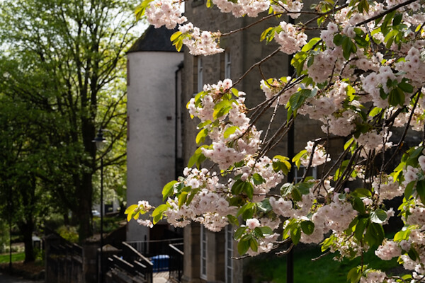 Kirschblüte in Stirling