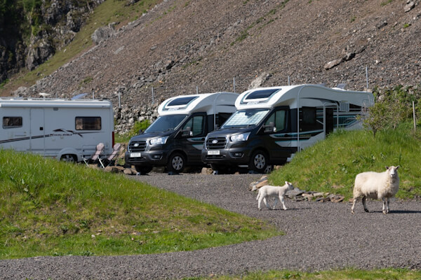 Schafe zwischen Campern