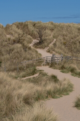 In den Dünen vor Bamburgh Castle