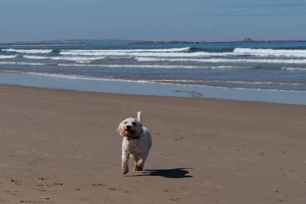 Spass am Bamburgh Strand