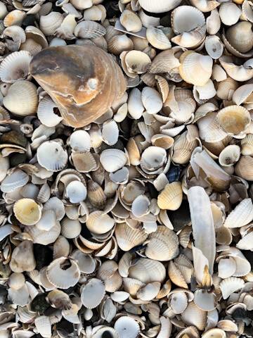 Muscheln am Strand von Stranraer