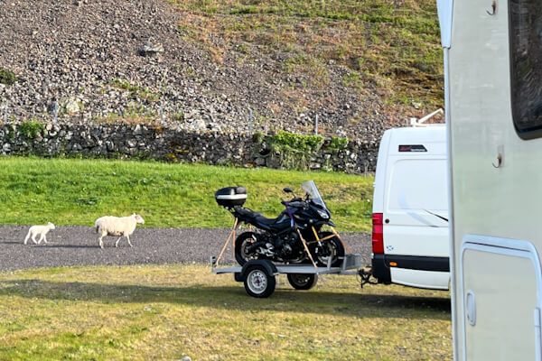 Schafe im Camp