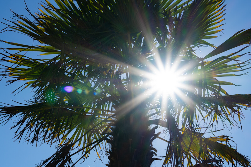 Es gibt viele Palmen in der Bretagne