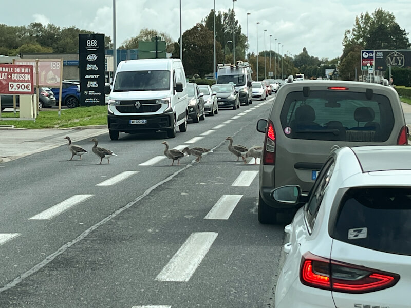 Enten haben Vorfahrt in Frankreich (Wohnmobil Camping in Frankreich)