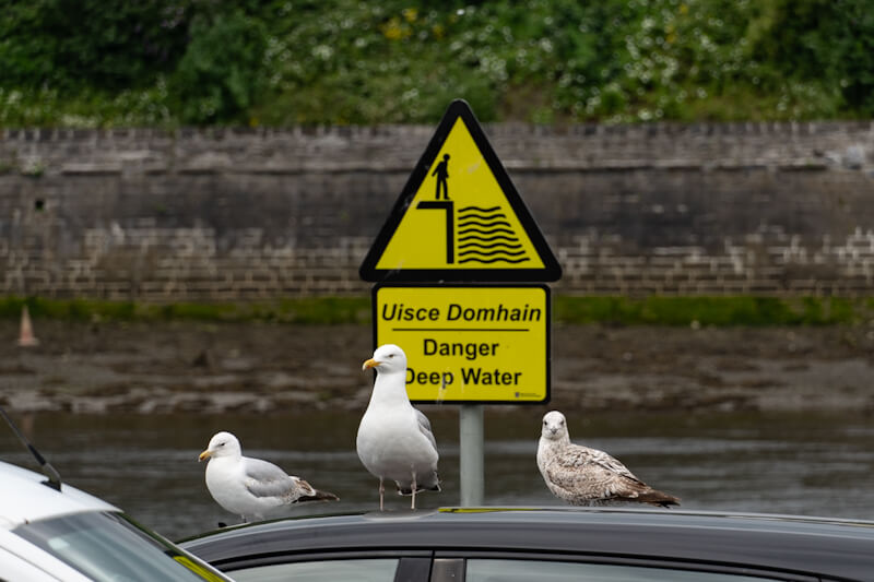 Möwen am alten Hafen