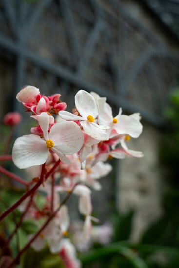 Orchideen im Glashaus von Glenveagh Castle